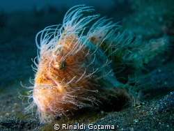 Hairy Frogfish 'dancing' in the current by Rinaldi Gotama 